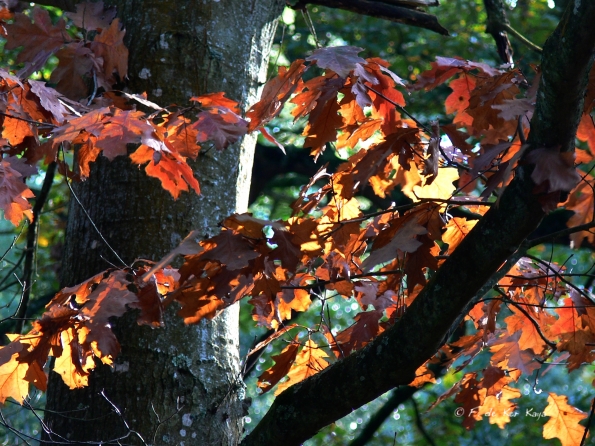 Bois des moutiers fall 2012 (69)